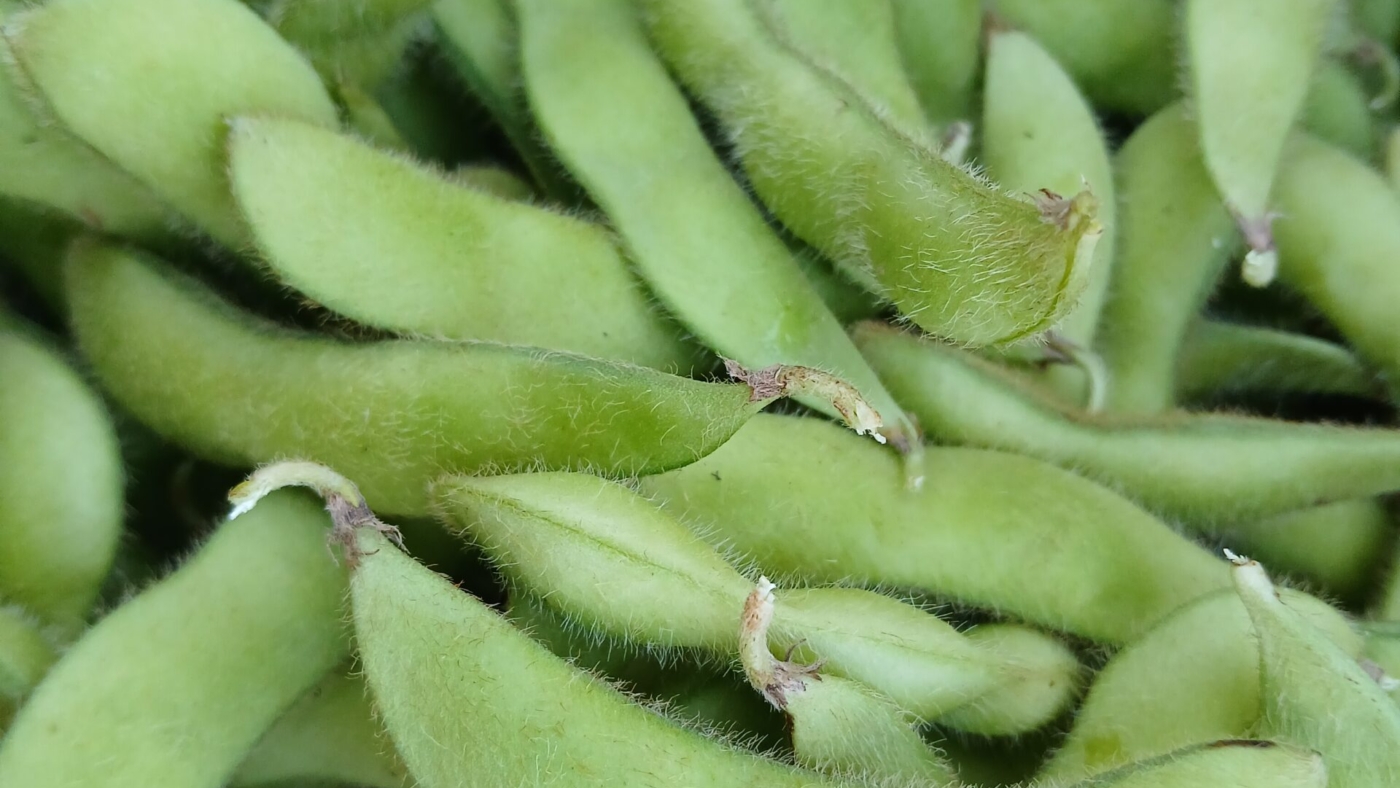Edamame