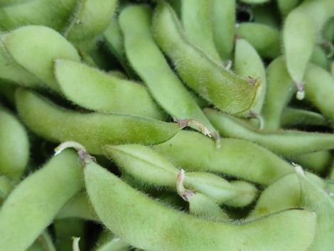 Edamame
