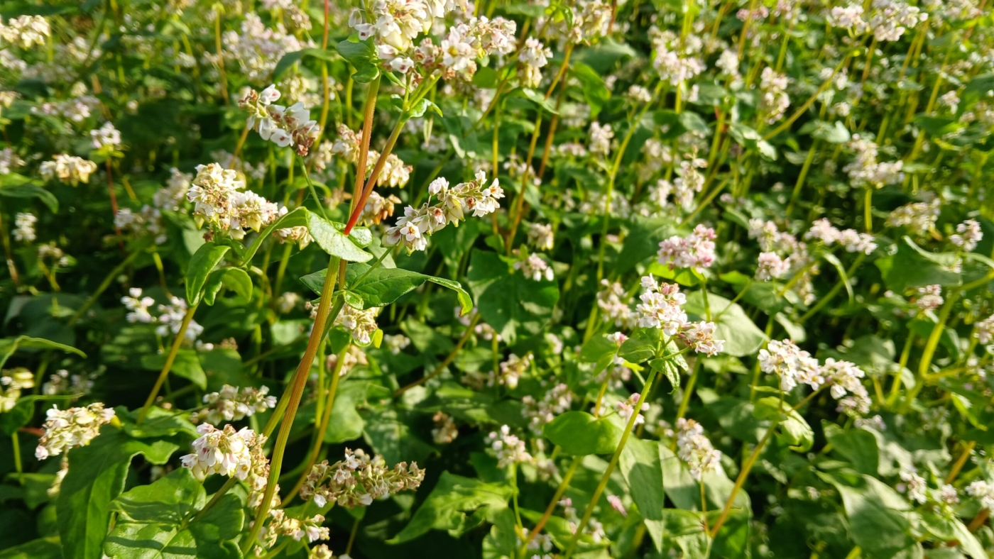 Fagopyrum esculentum