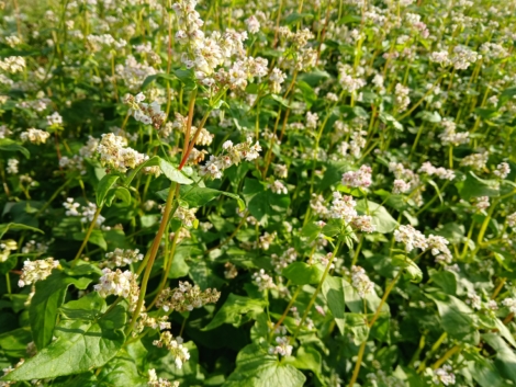 Fagopyrum esculentum